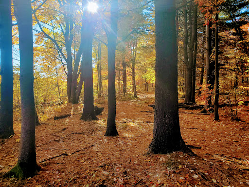 Photo of Laurier Woods Conservation Area - Brule St, North Bay, ON P1A 3Z5